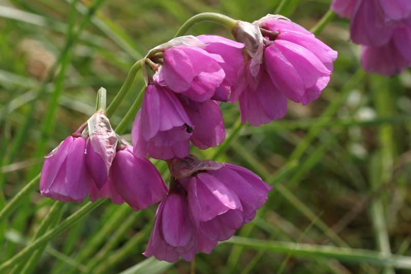 Allium narcissiflorum / Aglio piemontese